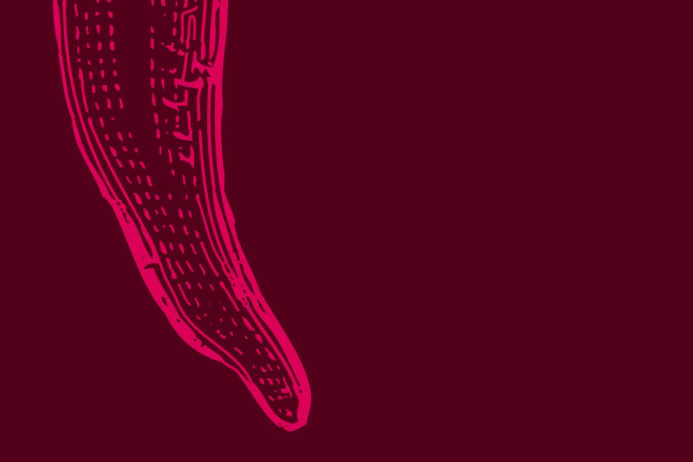 Section of an anatomical drawing of the outer and middle ear.