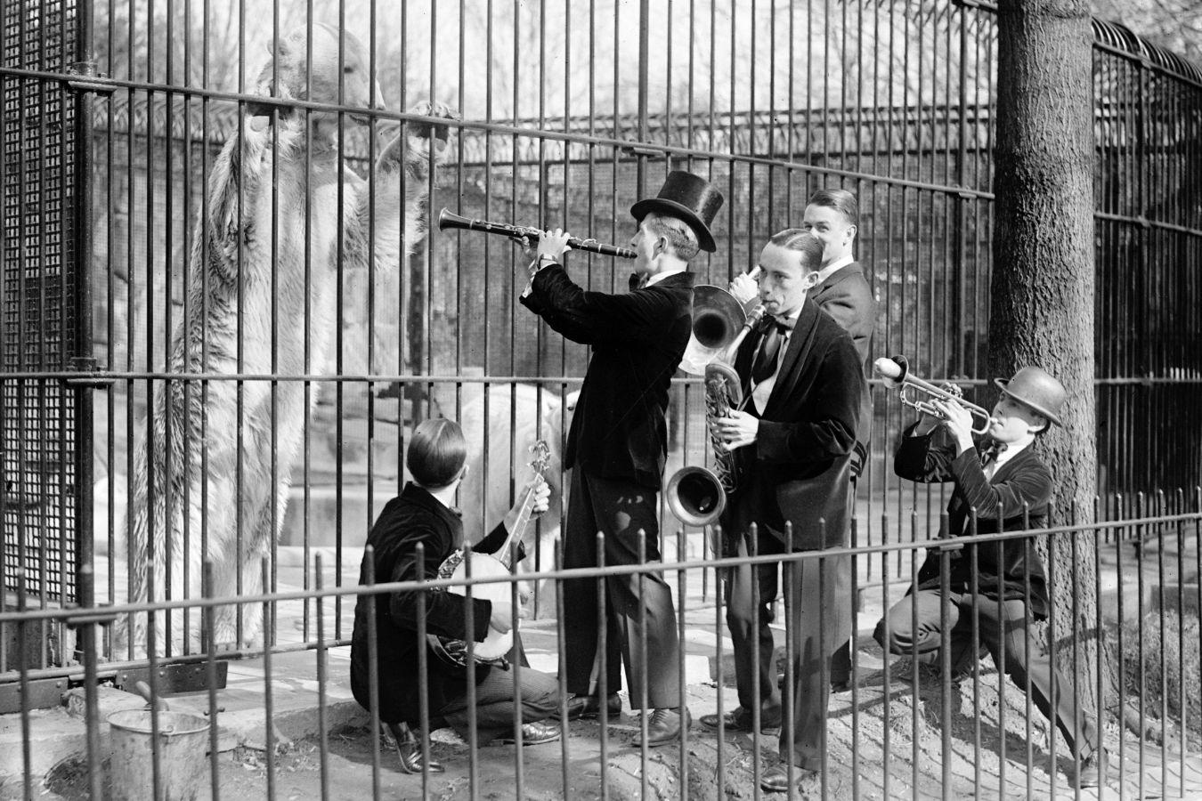 Five people play instruments in front of a polar bear in a cage
