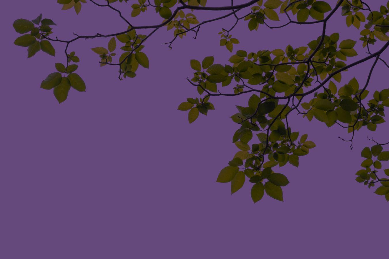 Nahaufnahme von Blättern auf lila Grund