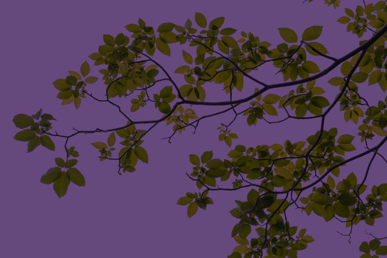 Close-up of leaves on a purple background