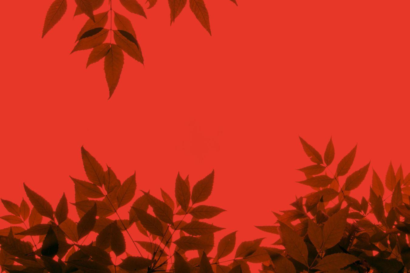 Nahaufnahme von Blättern auf rotem Grund