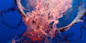 Purple jellyfish against a blue background