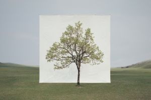 Ein einzelner Baum mit grünen Blättern auf einem Feld, dahinter steht eine weiße Leinwand. Es sieht deshalb aus wie ein großes Bild eines Baumes, das in der Landschaft steht.