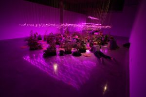 Zheng Bo, After Science Garden, 2018. A collaborative project with Diane Willow. Katherine E. Nash Gallery, University of Minnesota, Minneapolis 2018 