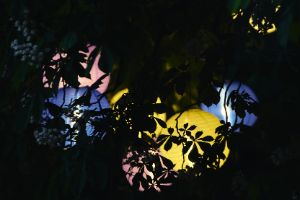 Yellow, blue and purple lanterns glow in a tree, covered by branches.