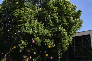 Eine blühende Kastanie mit blauen, gelben und lila Lampions befindet sich vor dem Haus der Berliner Festspiele.