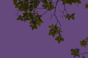 Close-up of leaves on a purple background