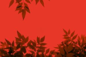 Nahaufnahme von Blättern auf rotem Grund