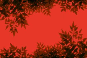 Close-up of leaves on a red background